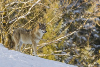 An adult female grey wolf (Canis lupus lupus) stands on a sloping, snow-covered meadow at the edge