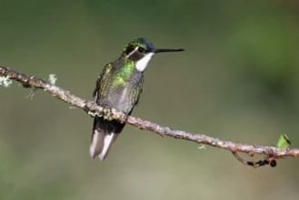 White-throated Mountain-gem (Lampornis castaneoventris) on a branch, Costa Rica, Central America