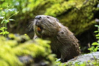 Eurasian beaver (Castor fiber) on the ground in the evening, Bavaria, Germany, Europe