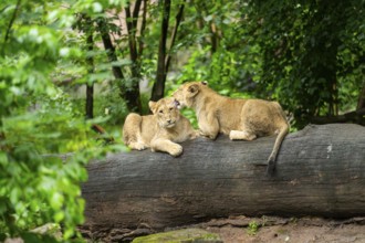 Two Asiatic lion (Panthera leo persica) cubs playing on a tree trunk