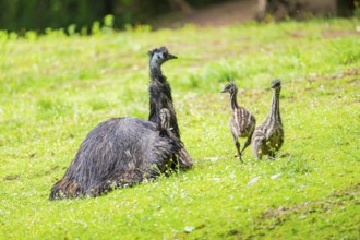 Emu (Dromaius novaehollandiae) mother with her youngsters on a meadow, Bavaria, Germany, Europe