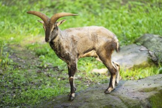 Bharal (Pseudois nayaur), standing on a rock, Bavaria, Germany, Europe