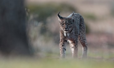 Lynx pardinus, portrait, Castilla-La Mancha, Spain, Europe