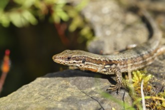 Wall lizard (Podarcis muralis), European wall lizard, in a vineyard, portrait, reptiles, animals,