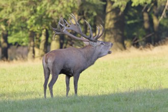 Red deer (Cervus elaphus) during the rutting season, a large stag roaring in a forest clearing,