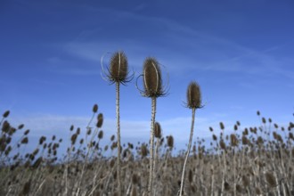 Field with Wild teasels (Dipsacus fullonum), blue sky, Bavaria, Germany, Europe