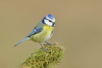 Blue tit (Parus caeruleus), sitting on moss-covered dead wood, Wilnsdorf, North Rhine-Westphalia,