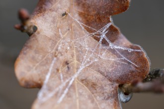 Brown leaf of English oak (Quercus robur), spider thread with frozen water droplets in winter,