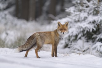 Red fox (Vulpes vulpes), foraging in a forest and snowy landscape, Swabian Alb, Baden-Württemberg,