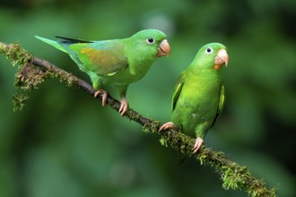 Two Orange-chinned Parakeets (Brotogeris jugularis) sitting on a branch, Costa Rica, Central