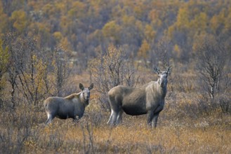 Moose, elk (Alces alces), adult female, cow with calf on the taiga in autumn, fall, Sweden,