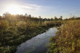 Bottrop, North Rhine-Westphalia, Germany - Renaturalised Boye in golden autumn, the tributary of