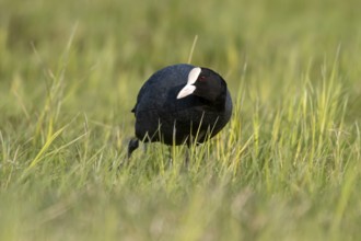 Eurasian Coot (Fulica atra), Ochsenmoor, Dümmer, Lemförde, Lower Saxony, Germany, Europe