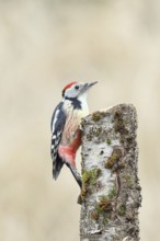 Middle spotted woodpecker (Dendrocopos medius) foraging on the trunk of a grey birch (Betula