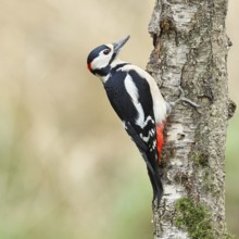 Great spotted woodpecker (Dendrocopos major) male foraging on the trunk of a grey birch (Betula