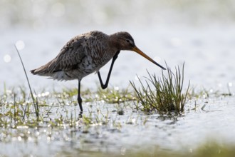 Black-tailed godwit (Limosa limosa), preening, plumage care, backlit, Ochsenmoor, Dümmer, Lemförde,