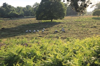 Sheep grazing on heathland, Suffolk Sandlings, near Shottisham, England, UK