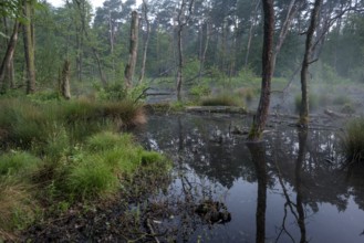 Landslide area, edge area in the forest, bank, at sunrise, Bottrop, Ruhr area, North