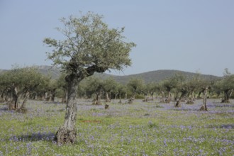 Plantation with olive tree (Olea europaea) with flower meadow of noonday iris (Gynandriris