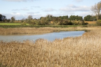 Reedbeds and drainage channel at high tide, near Shingle Street, Suffolk, England, UK