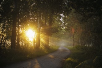 The sun shines on a forest path near Born am Darß shortly after sunrise. Born, 01.08.2024