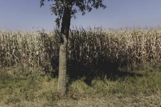 Dried corn, photographed in Bad Dürrenberg, 28/08/2024