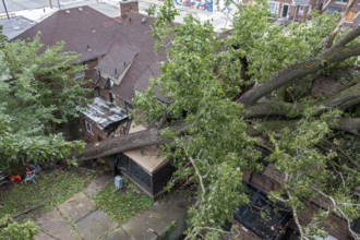 Detroit, Michigan, A storm with 70mph wind gusts blew down a 15-ton, 110-foot cottonwood, damaging