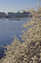 Hamburg, Alster, Frühling, Japanische Blütenkirsche