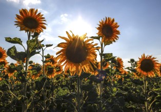 Sunflowers in a field, Mallnow