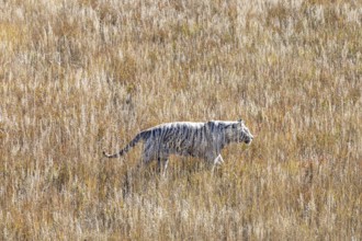 Keenesburg, Colorado, A white tiger at the Wild Animal Sanctuary, a nonprofit that rescues animals