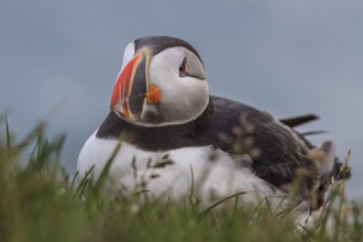 Puffin (Fratercula arctica) sitting in the grass by the sea, frontal, portrait, summer, Latrabjarg,