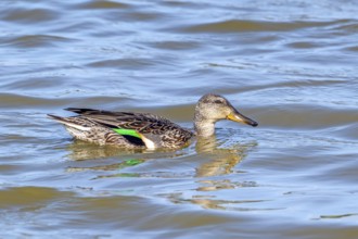 Eurasian teal, common teal, Eurasian green-winged teal (Anas crecca) female swimming in pond in