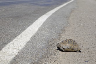 Eastern Hermann's tortoise (Testudo hermanni boettgeri) crossing road in Turkey