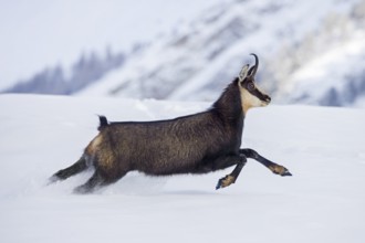 Alpine chamois (Rupicapra rupicapra) female in dark winter coat running down snow covered mountain