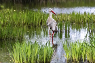 White stork (Ciconia ciconia) foraging in shallow water in marshland, wetland in spring