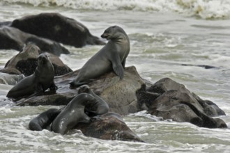 Brown fur seal (Arctocephalus pusillus pusillus) on rocks in Cape fur seal colony, Cape Cross,