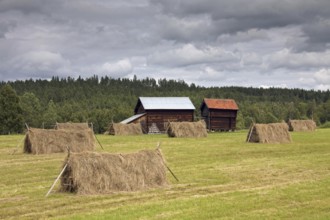 Hayricks with cut grass on hayfield and wooden barns at Jämtland, Sweden, Scandinavia, Europe