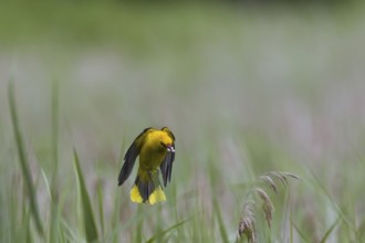 Eurasian golden oriole (Oriolus oriolus), male in flight catching grub