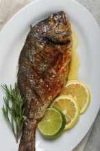 Baked dorado fish, in the oven, fried dorado, with spices and herbs, on a white plate, top view,