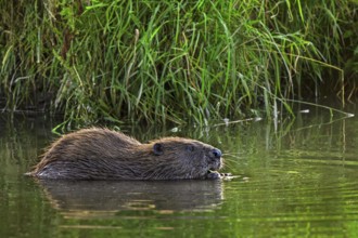 Eurasian beaver, European beaver (Castor fiber) eating water plant along reed bed, reedbed in