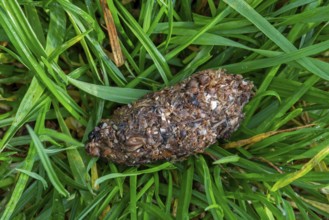 Regurgitated pellet of carrion crow (Corvus corone) close-up showing remains of insects and