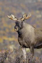 Moose, elk (Alces alces), young bull, male with small antlers foraging on the tundra in autumn,