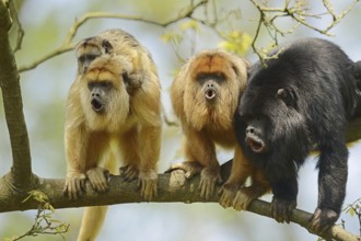 Black howler (Alouatta caraya), male and female calling with young, captive, occurring in South