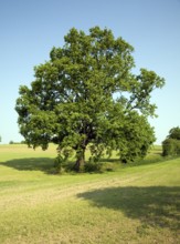 Oak tree in field Brantham Suffolk England