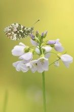 Orange tip (Anthocharis cardamines), male on inflorescence of cuckoo flower (Cardamine pratensis),