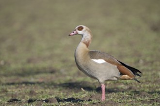 Egyptian goose (Alopochen aegyptiaca), adult bird, Wesel, Lower Rhine, North Rhine-Westphalia,