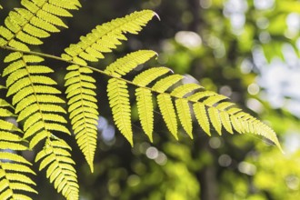 Ornamental bright golden fern leaves in the jungle