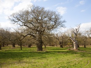 Ancient oak trees in historic deer park, Staverton, Suffolk, England, United Kingdom, Europe