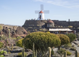 Cactus plants and windmill Jardin de Cactus designed by César Manrique, Guatiza. Lanzarote, Canary