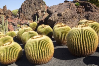 Cactus plants inside Jardin de Cactus designed by César Manrique, Guatiza, Lanzarote, Canary